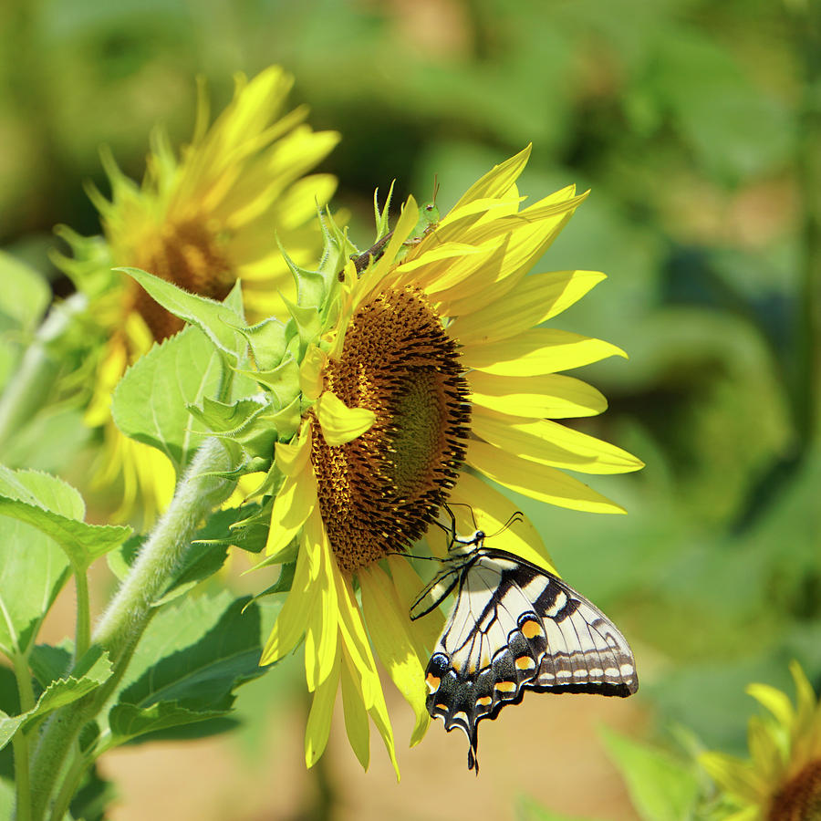 The Sunflower, The Butterfly and The Grasshopper by Sarah Hanley The Sunflower, The Butterfly and The Grasshopper by Sarah Hanley