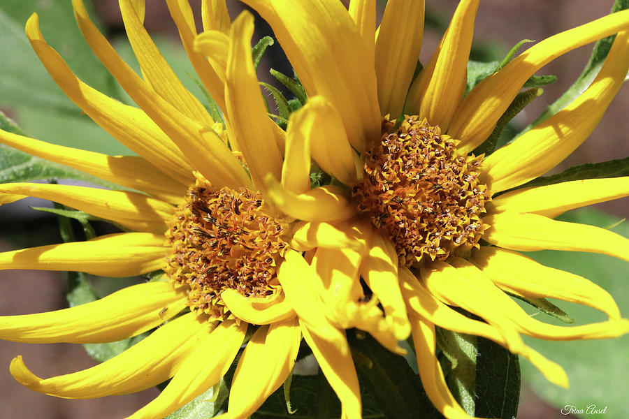 The Sunflower Twins Photograph by Trina Ansel
