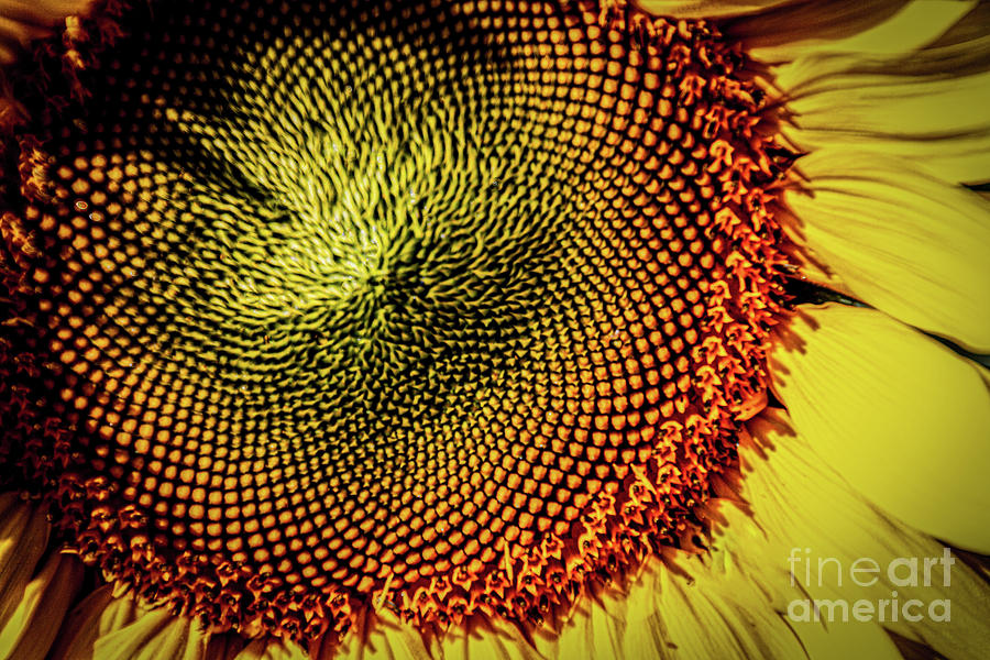 The Sunflower Photograph by William Norton
