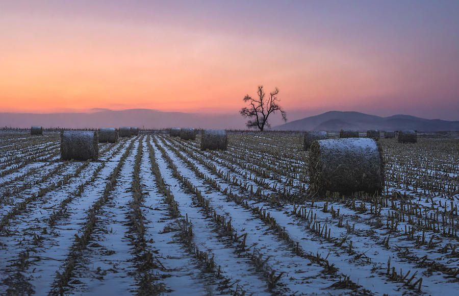The Sunset Above Winter Field Photograph by Irene Yu Wu