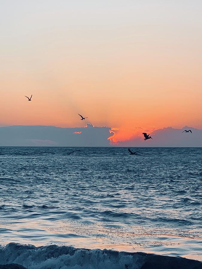 Captiva Island The Sunset Seabird Feast 1 Photograph by Shelly Tschupp