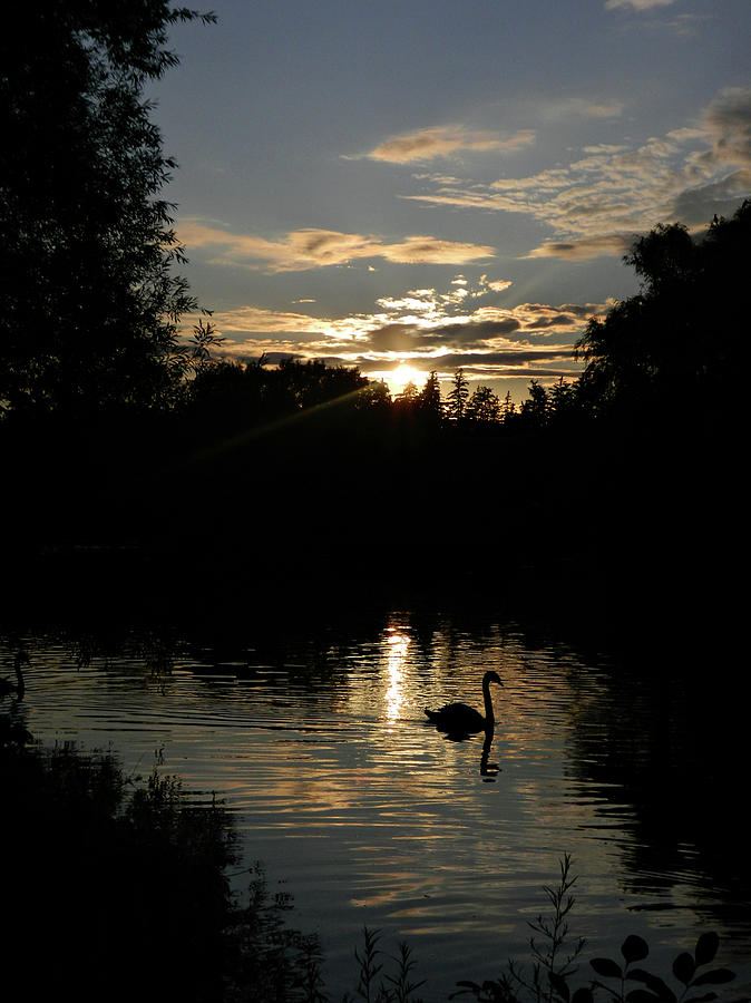 The Sunset Swan Photograph by Cyryn Fyrcyd