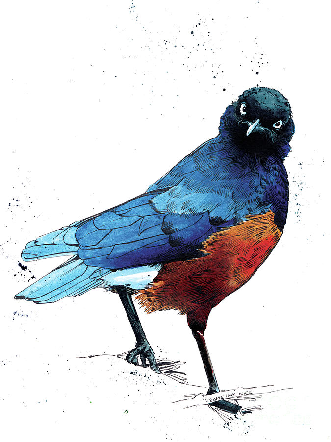 The Superb Starling On White, 2020 Painting by Mike Davis
