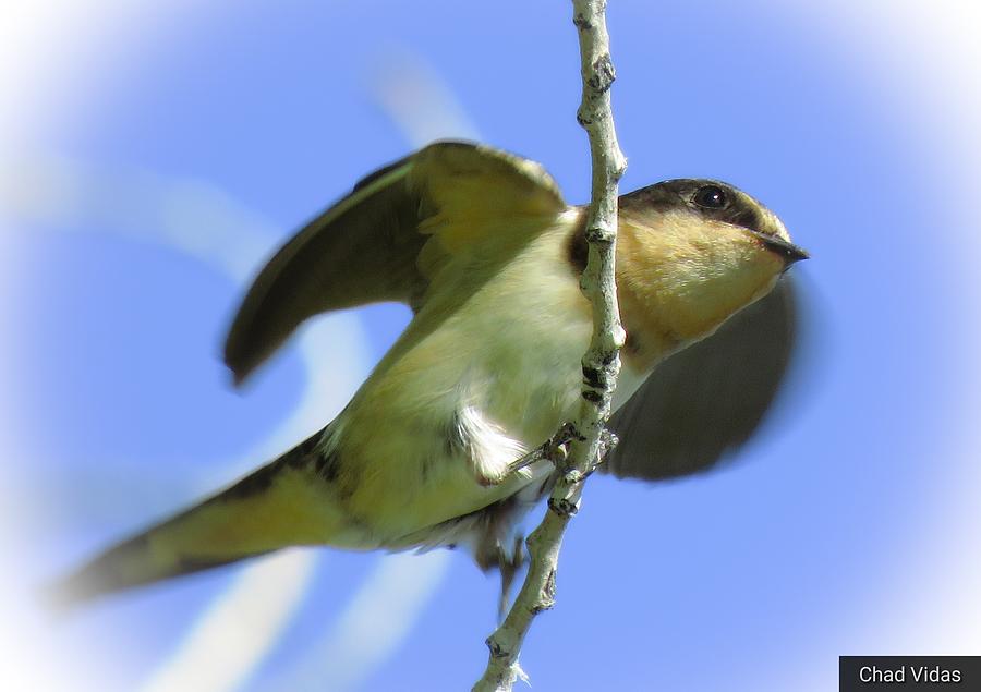 The Swallow Wings Photograph by Chad Vidas The Swallow Wings Photograph by Chad Vidas