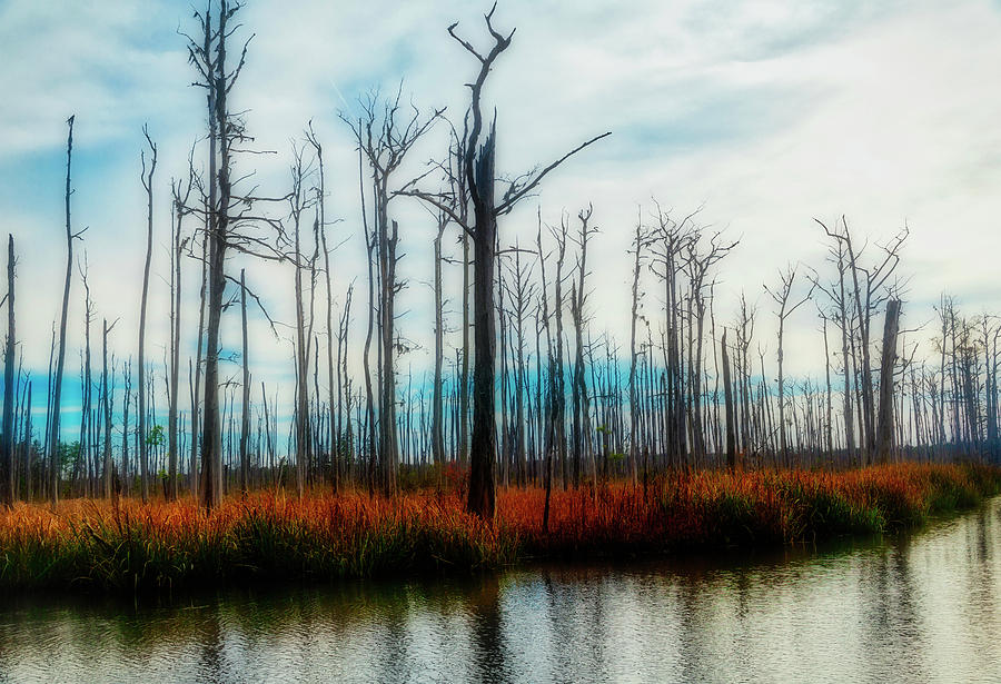 The Swamp Photograph by Robert Bolla