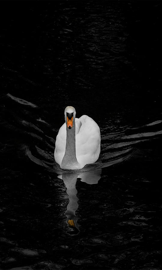 The Swan by Alan Campbell The Swan by Alan Campbell