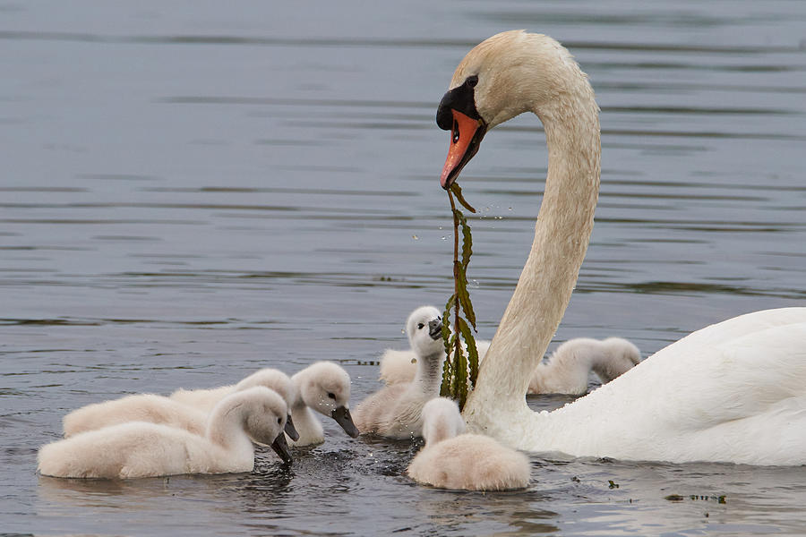 Animal Photograph - The Swan And Its Chicks by Panfil Pirvulescu