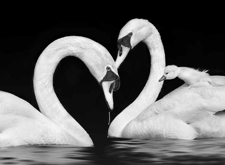 Swan Photograph - The Swan Family by Li Jian