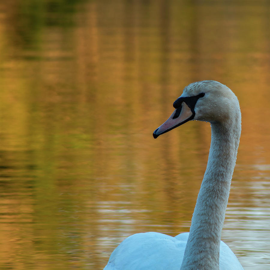 The Swan Photograph by William Bretton