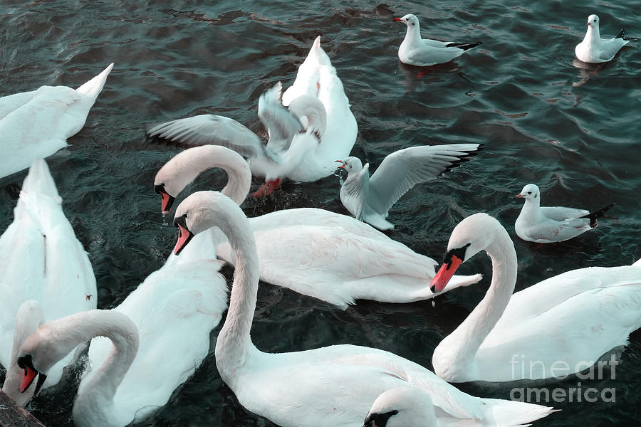 The swans and seagulls Photograph by Marina Usmanskaya