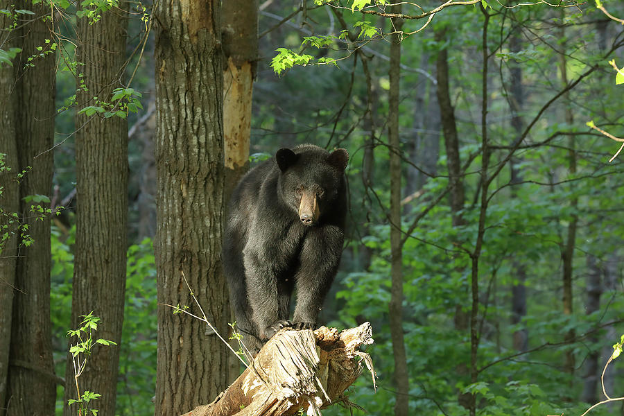 The Sweet Light Bear Photograph by Duane Cross