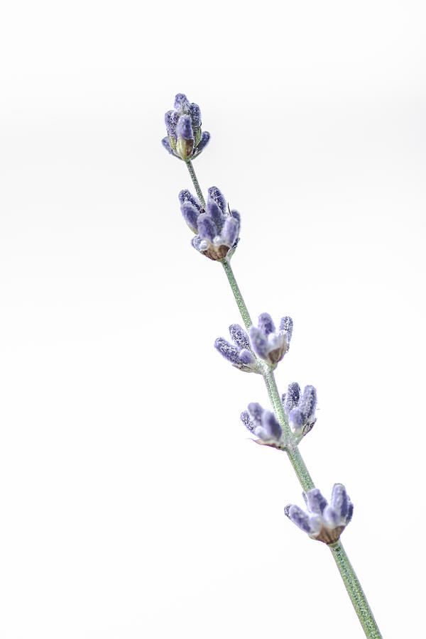 The Sweet Smell of Lavender Photograph by Jennifer Grossnickle