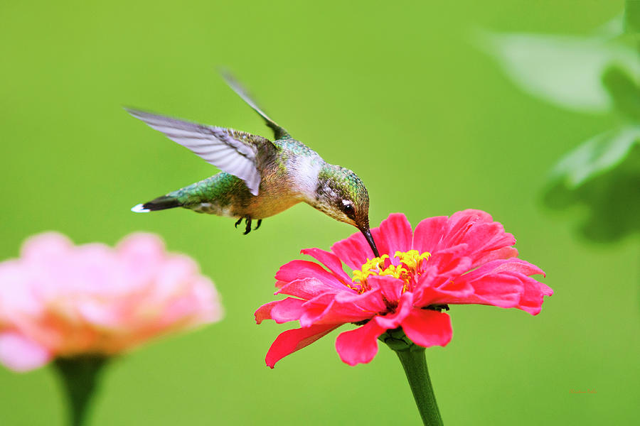 Hummingbird Sweet Spot Photograph by Christina Rollo