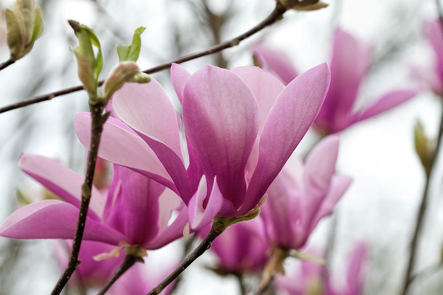 The Sweet Springtime Pink of Saucer Magnolia Blossoms Photograph by Kathy Clark