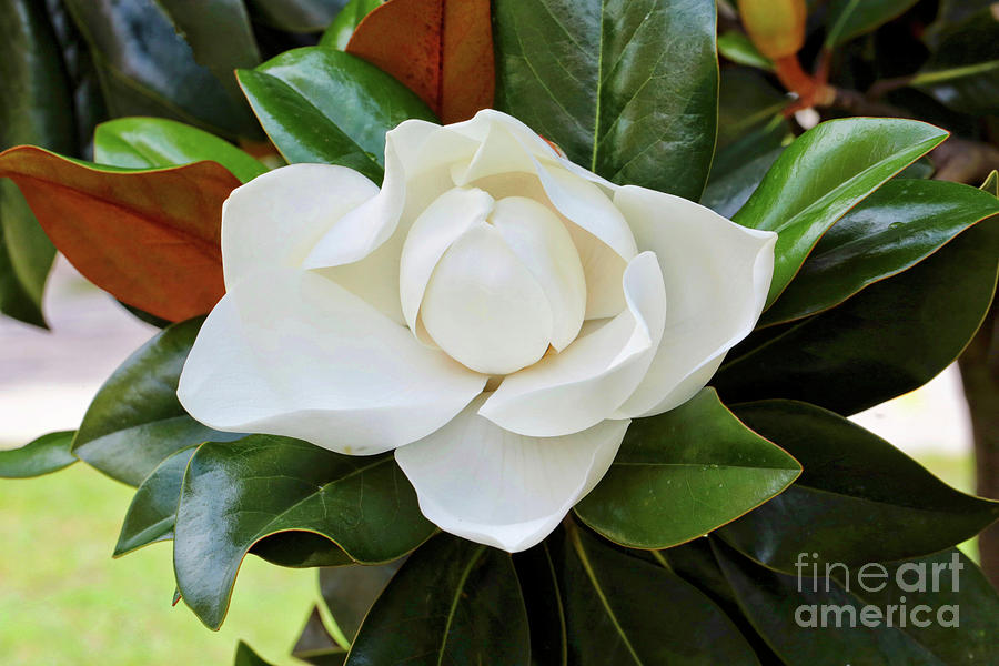 The Sweetest Magnolia Photograph by Carol Groenen