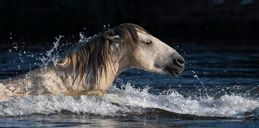 The Swimming Stallion Photograph by Paul Martin