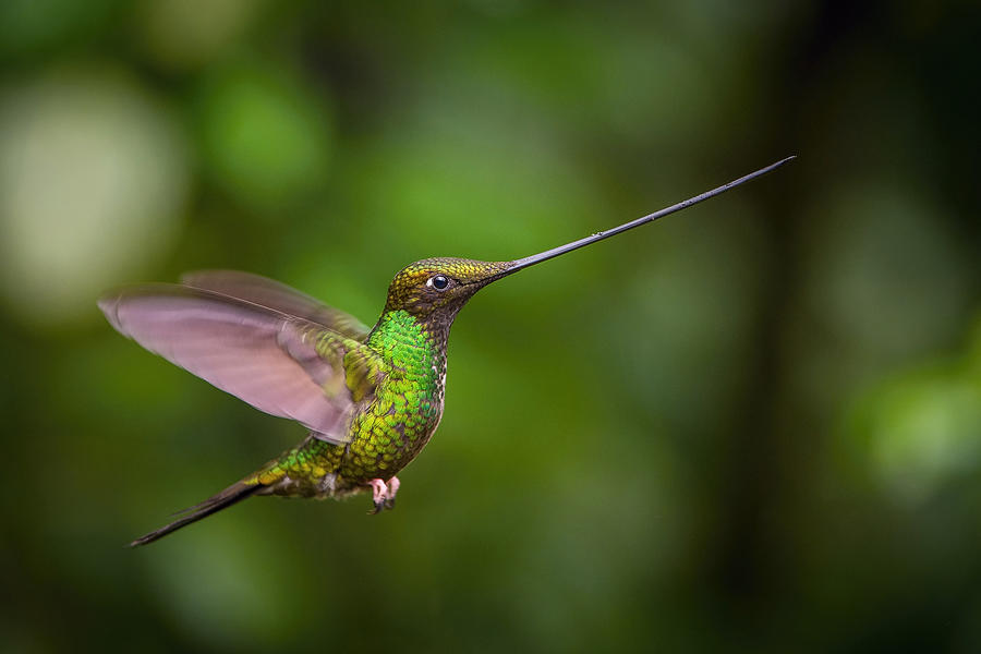Bird Photograph - The Sword-billed Hummingbird, Ensifera Ensifera by Petr Simon