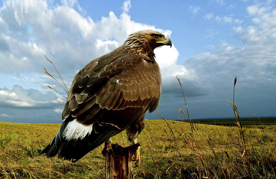 The Tall Grass Prairie Kansas Young Golden Eagle