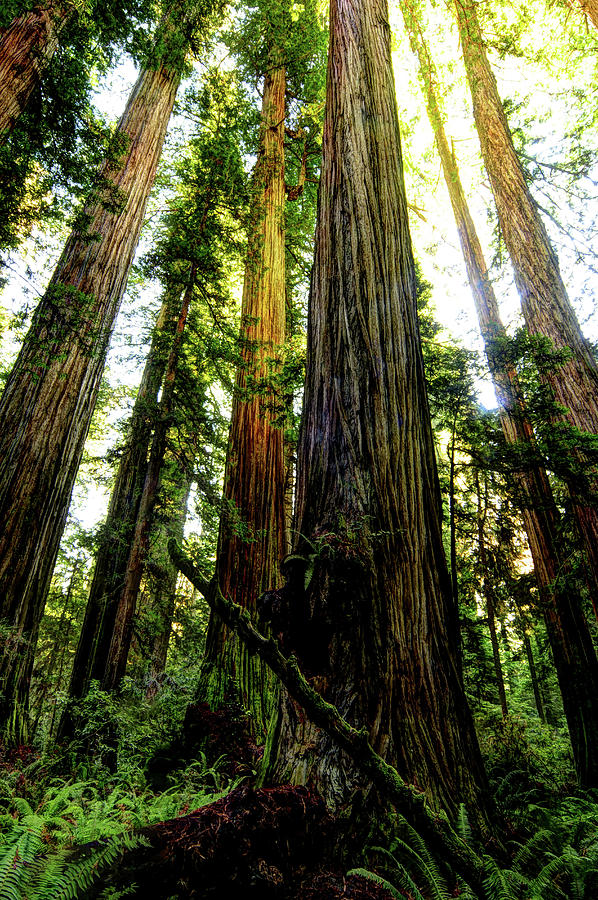 The Tallest Trees In The World Photograph by Smo - Fine Art America