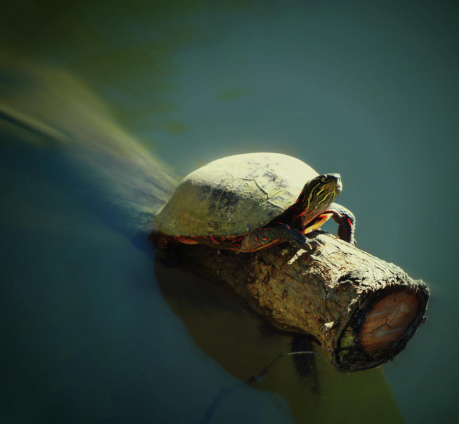 The Tanning Turtle Photograph by Cyryn Fyrcyd