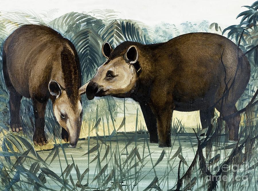 Wildlife Painting - The Tapir by Arthur Oxenham