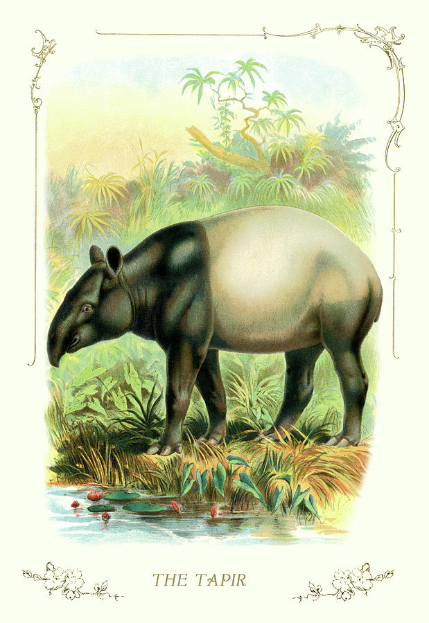 The Tapir Painting by Unknown - Fine Art America