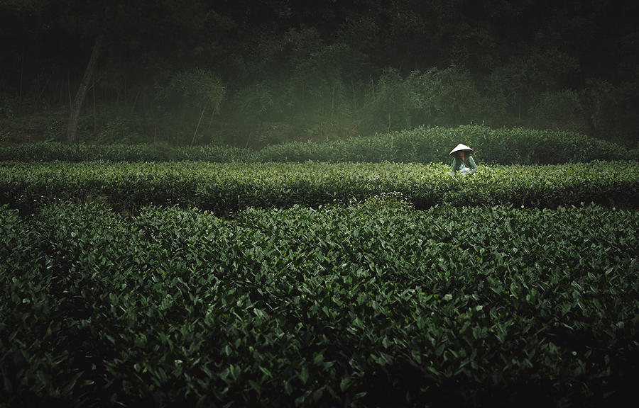 Tea Photograph - The Tea Picker by Yao Wu