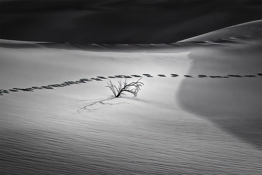 The Tenacious Vitality In The Desert Photograph by Lipinghu