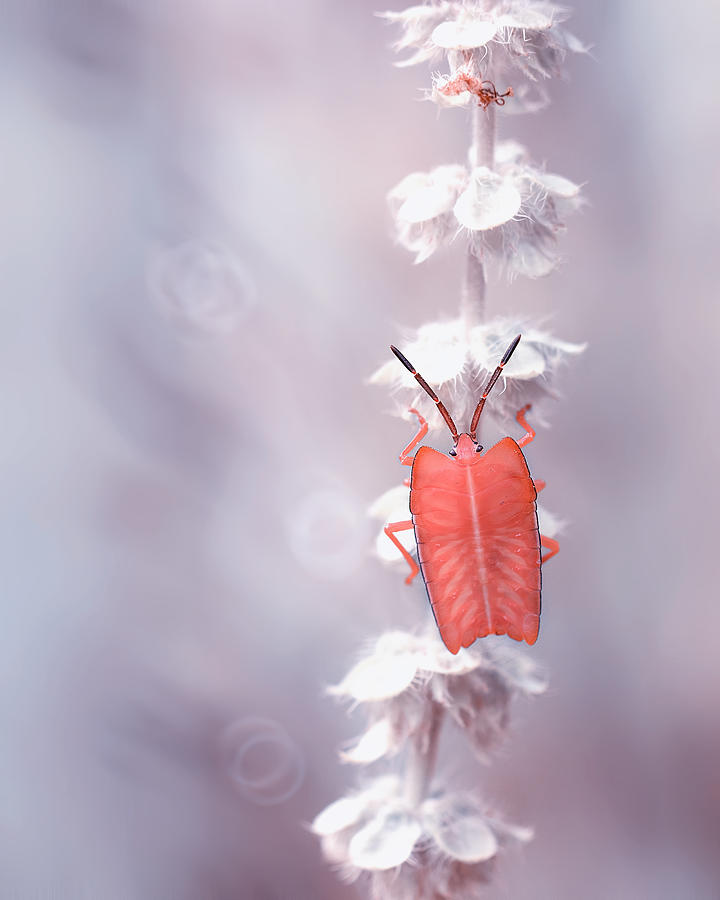 The Tenderness Of The Skeleton Bug Photograph by Fauzan Maududdin