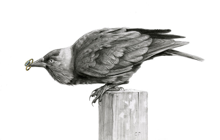 Crow Drawing - The Gift by Chris Pendleton