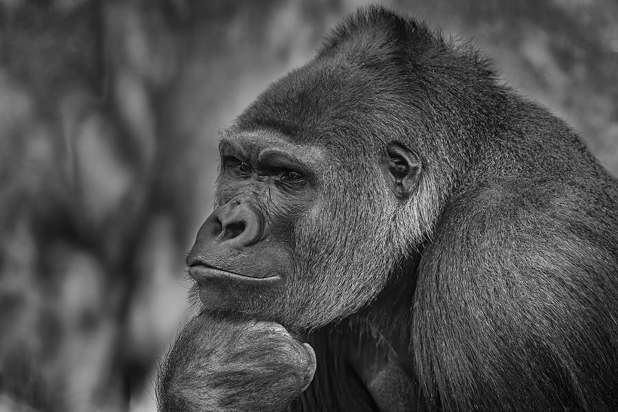 Animal Photograph - The Thinker by Jeffrey C. Sink