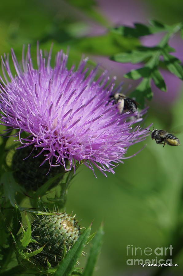 Insects Photograph - The Thistle and the Bee by Tannis Baldwin