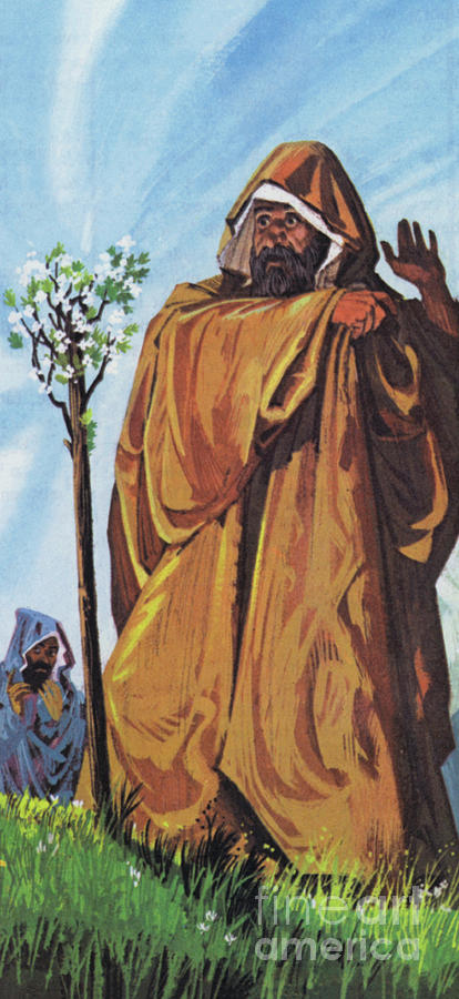The thorn staff, which Joseph had brought from Palestine, miraculously took root and blossomed Painting by Richard Hook