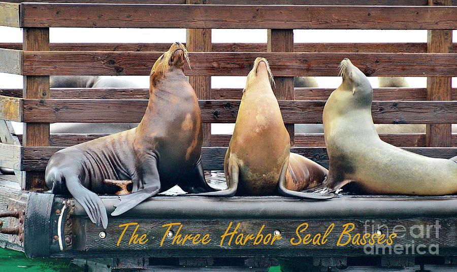 The Three Harbor Seal Basses Photograph by Debby Pueschel