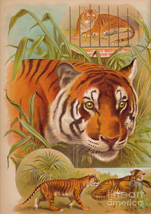 The Tiger Circa 1900 Drawing by Print Collector