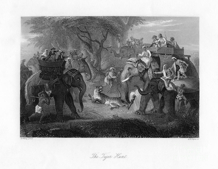 The Tiger Hunt. Artist Ah Payne Drawing by Print Collector