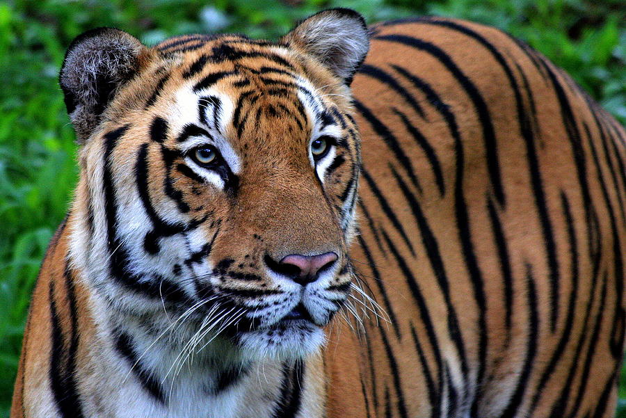 The Tiger In A Royal Mood Photograph by Photo By Debapriyo Majumdar