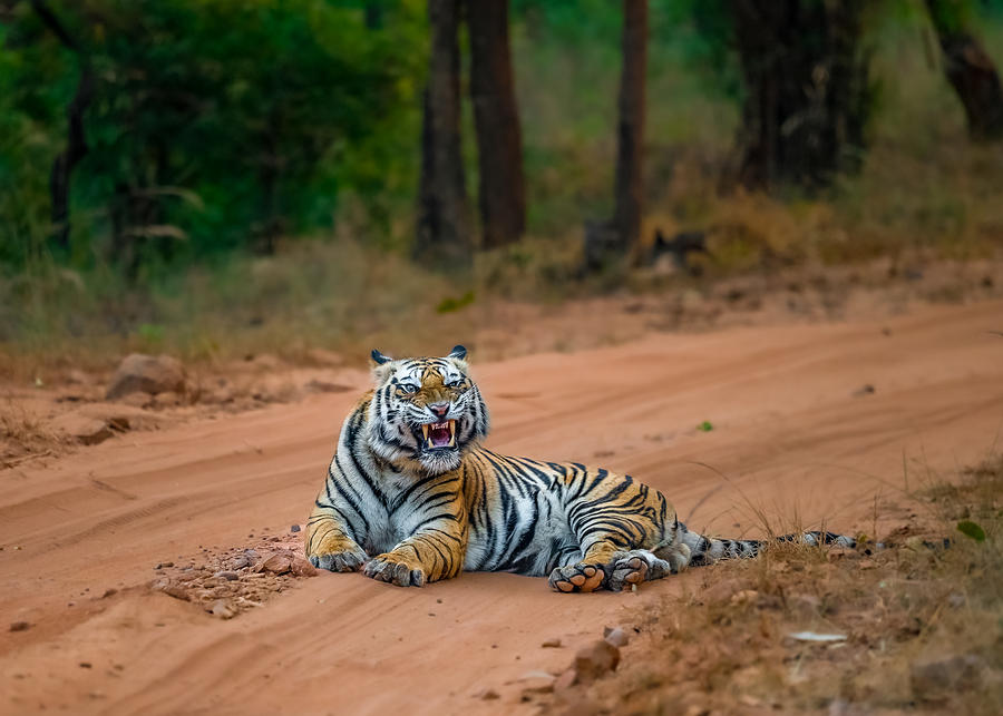 The Tiger Roars Photograph by Abhinav Sharma