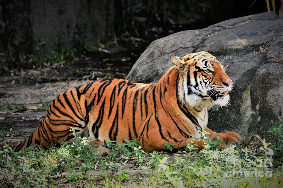 The Tiger Photograph by Savannah Gibbs