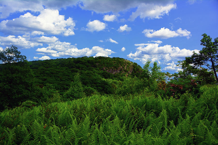 The Timp And Fern Meadow 3 by Raymond Salani III The Timp And Fern Meadow 3 by Raymond Salani III