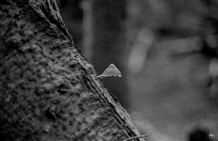 The Tiny Mushroom Photograph by Wayne King