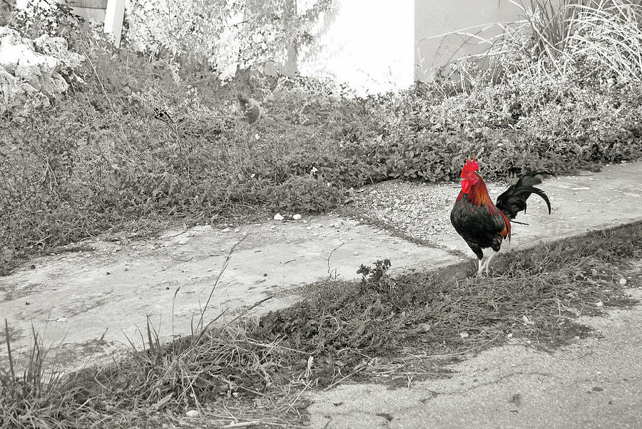The Tipsy Rooster Photograph by JAMART Photography