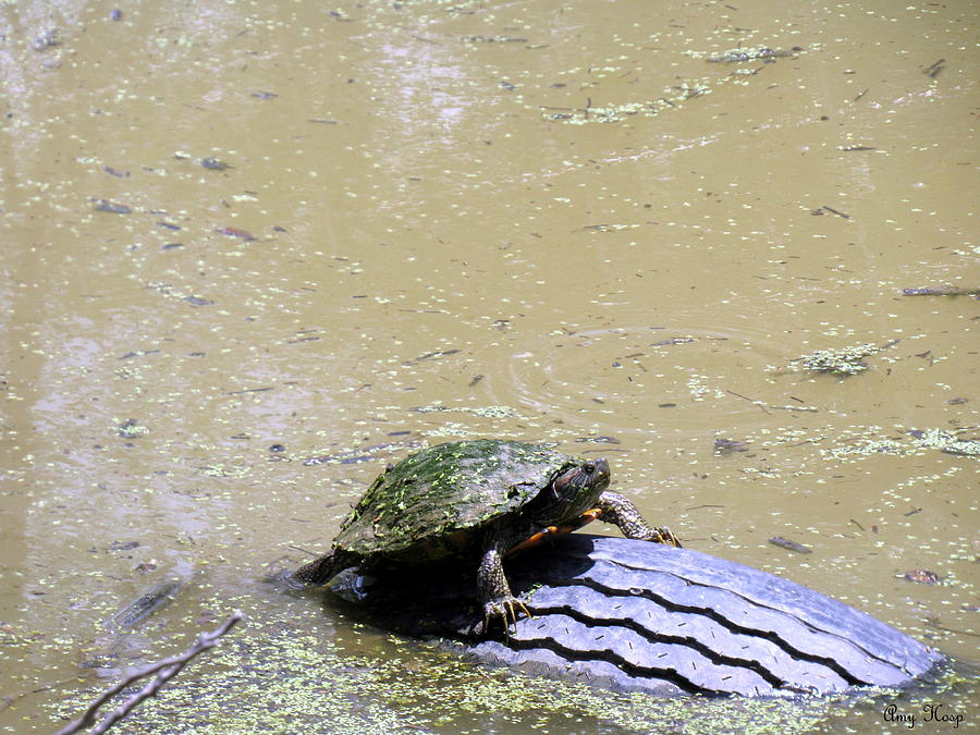 The Tire Turtle Photograph by Amy Hosp - Fine Art America