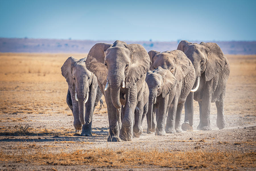 Elephant Photograph - The Titans by Jeffrey C. Sink