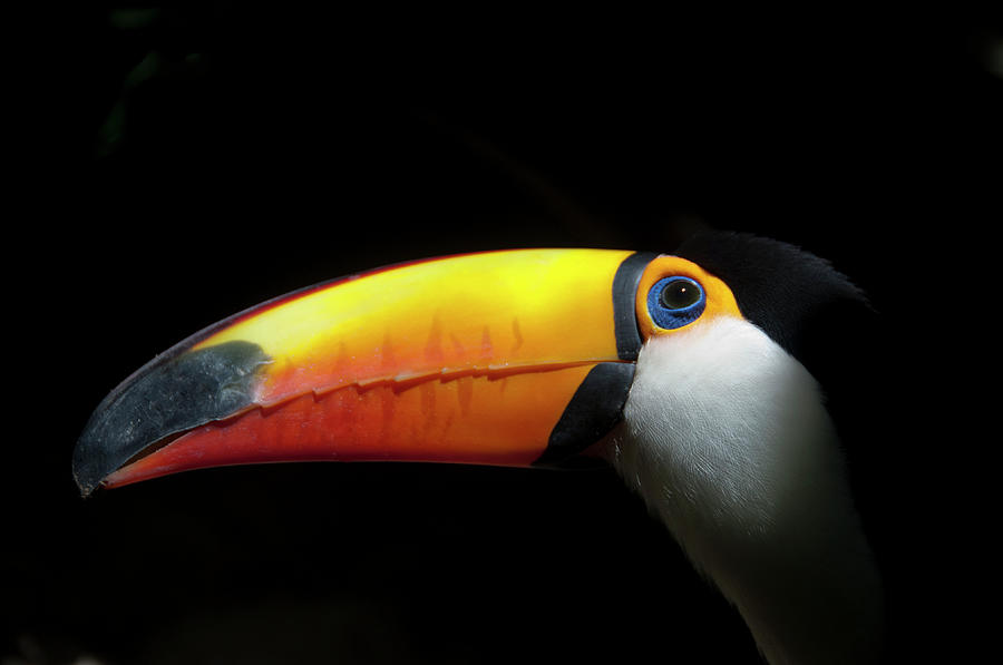 The Toco Toucan Ramphastos Toco Photograph by Marvin Del Cid