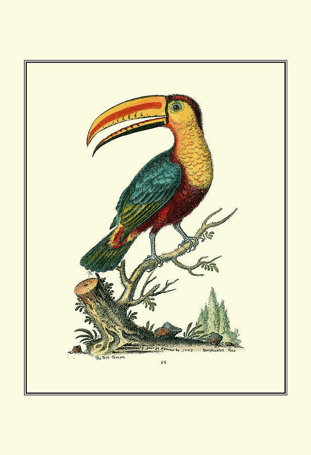 Nature Painting - The Toco Toucan by Sydenham Edwards