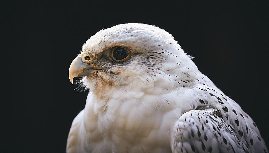 Falcon Photograph - The Tools- Gyr Falcon by Stuart Williams
