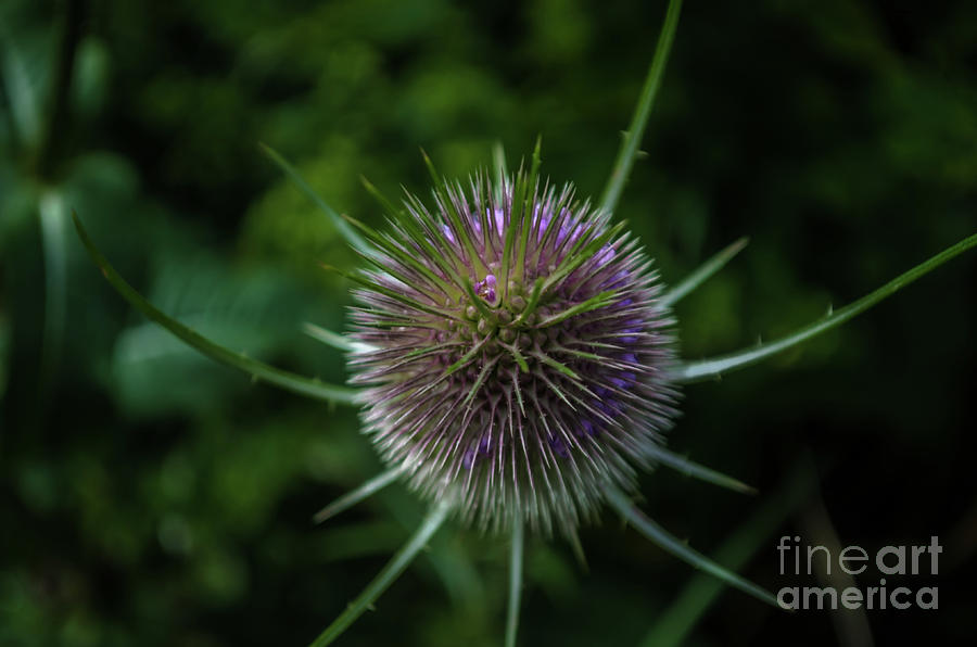 The Top Of A Wild Teasel Photograph by Michelle Meenawong