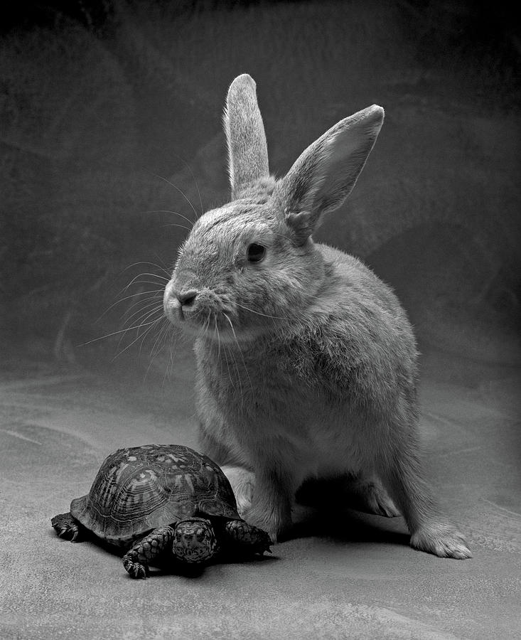 the tortoise and the hare black and white