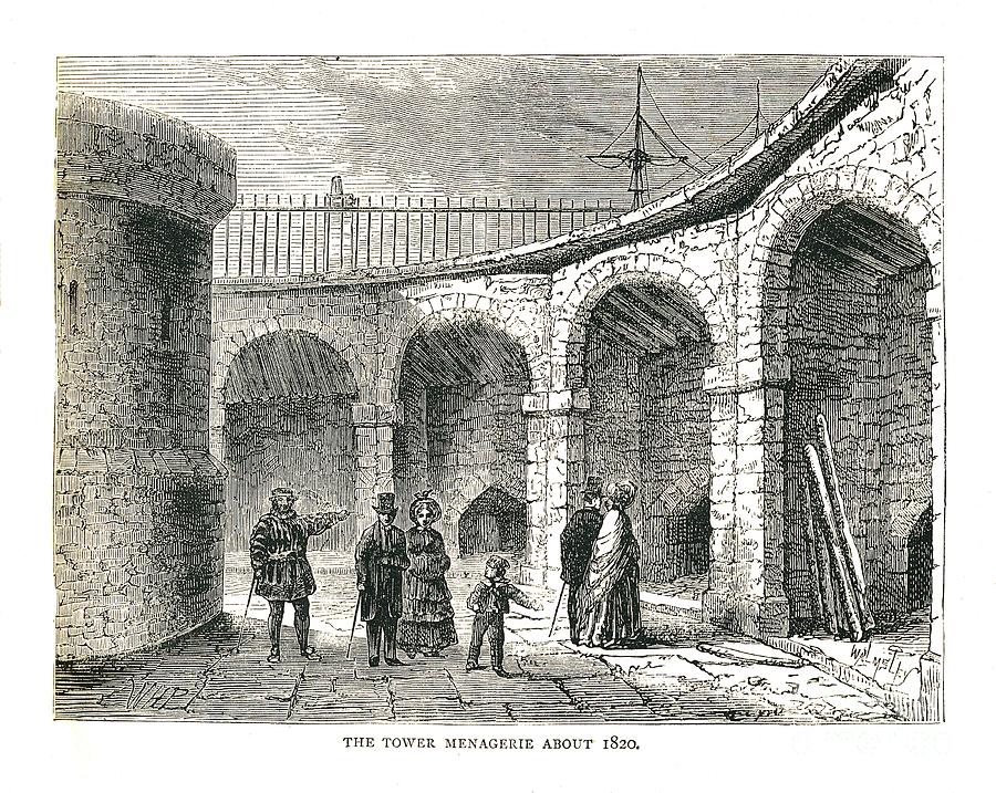The Tower Managerie, 1878. Artist Drawing by Print Collector
